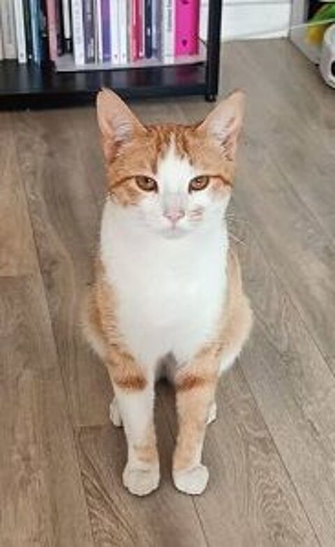 SIROP CHAT TIGRE ROUX 1 AN 1/2 195 92260 Fontenay-aux-roses