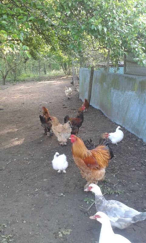poule soie 10 87620 Séreilhac