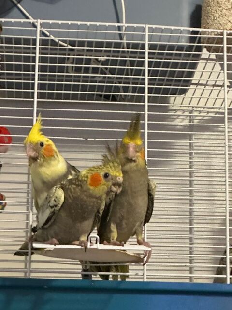 Bébé calopsitte 100 93230 Romainville