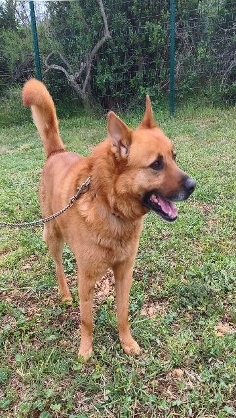 Chien FREDO &agrave; l adoption 250 34450 Vias