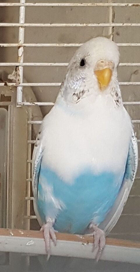 perruches ondul&eacute;es 8 78690 Les essarts-le-roi