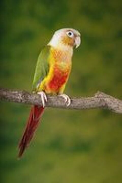   Conure ananas mâle Adn ok 