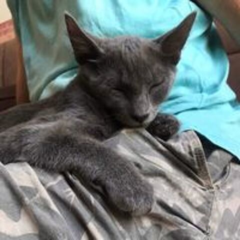   Grison - chaton mignon  