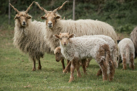 Moutons Racka 175 56310 Bubry