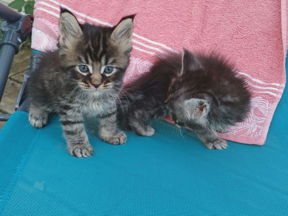   Chaton Maine coon 