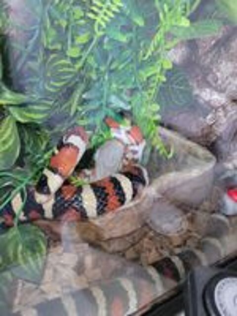   LAMPROPELTIS CALIFORNIAE + TERRARUIM EQUIPE 
