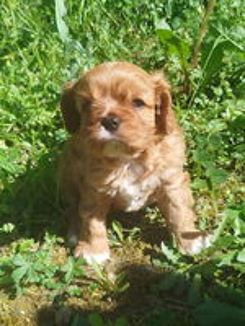   CHIOT CAVALIER KING CHARLES LOF 