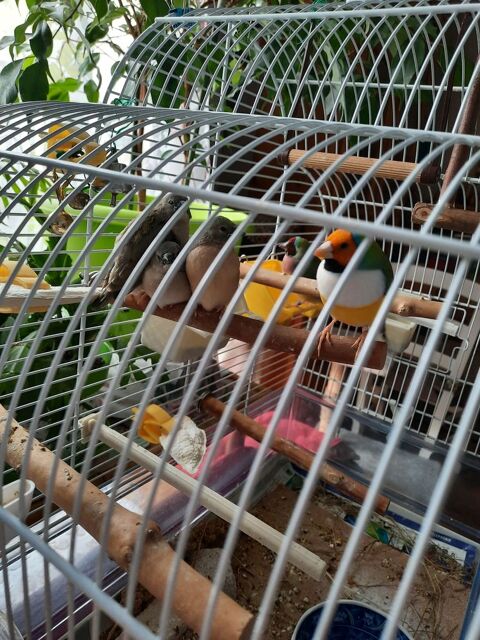    JE RECHERCHE 1 femelle GOULDS ! proche du val de marne !
50 94310 Orly