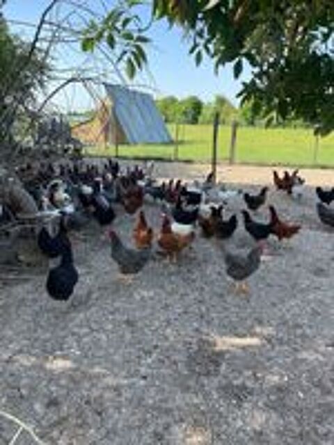   Poules pondeuses pure race 