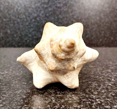 Coquillage Pleuroploca trapezium 9 Montigny-aux-Amognes (58)