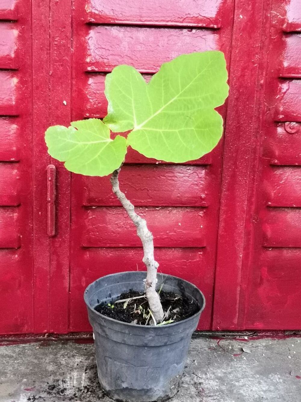 Plant de Figuier &agrave; figues noires Jardin