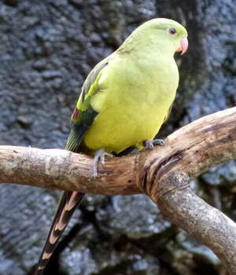 PERRUCHE MELANURE 0 71290 Prty