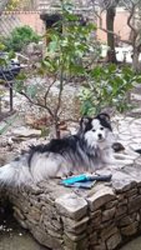   Saillie pomsky F4 