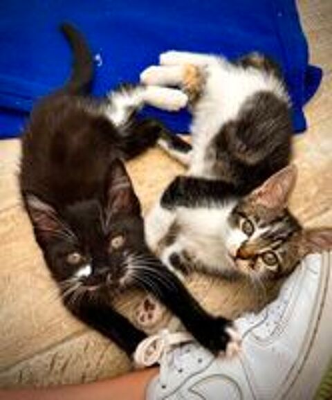   Chats et Chatons adorables à l'adoption association Chats du Quercy 