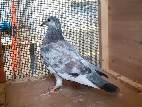 JEUNES PIGEONS COULEURS MOSAIQUES 10 33130 Bgles