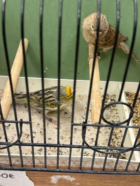 Canaris 50 57430 Sarralbe