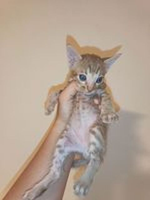   Chatons Savannah F6 
