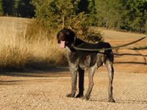   DERYA , femelle Drathaar  de 5 ans. Une merveille ! 