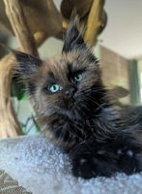   Adorable femelle Maine Coon Loof  