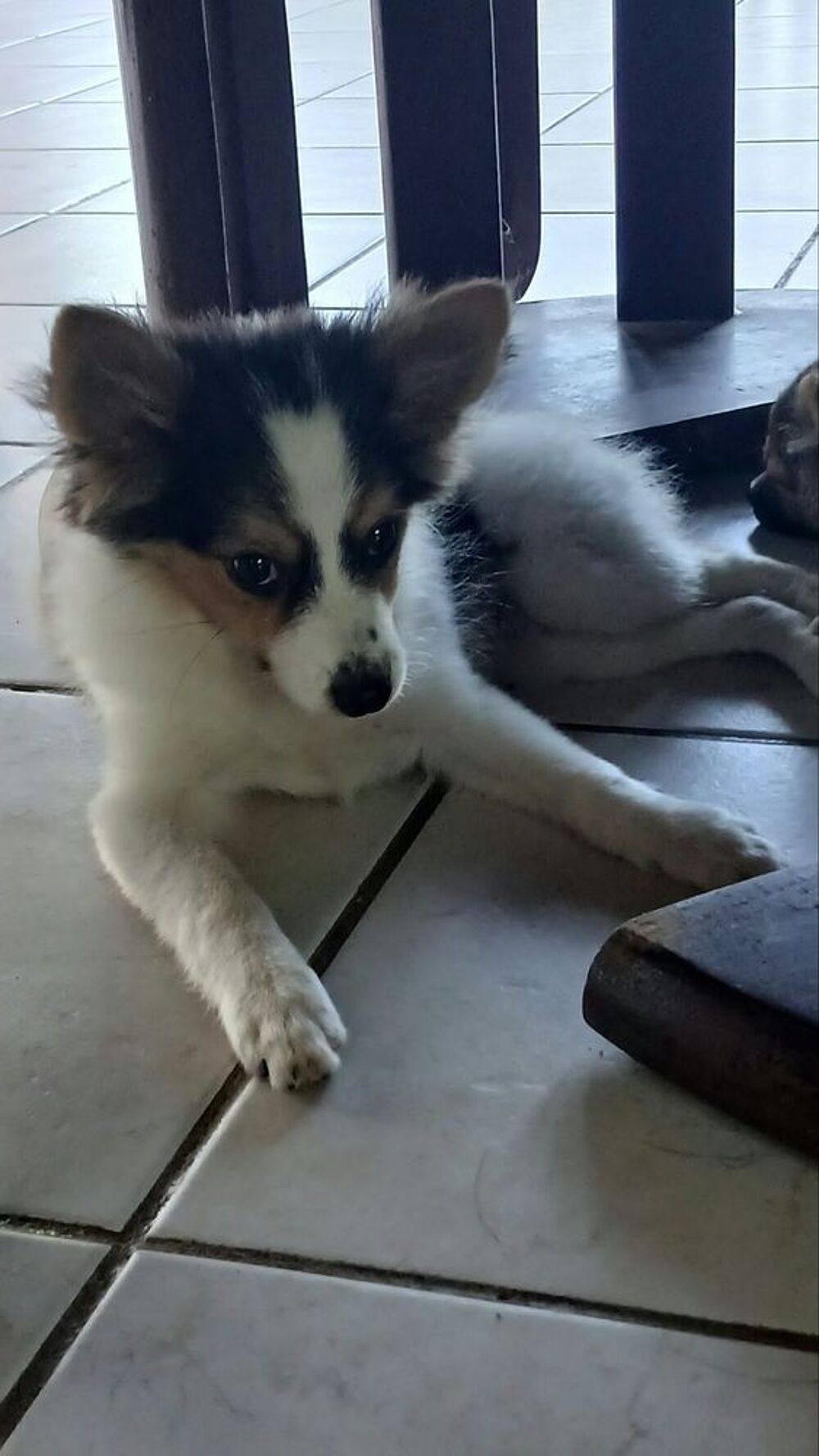   Harel bébé spitz créole 