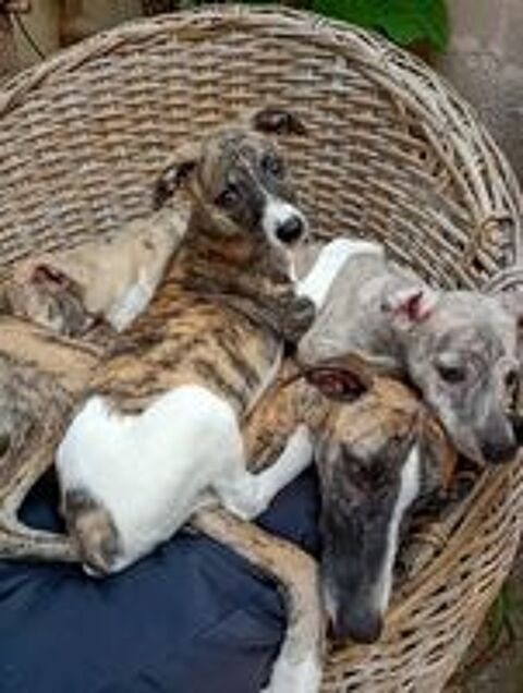   Femelles whippet 