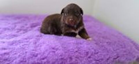   Chiots Berger Australien LOF 
