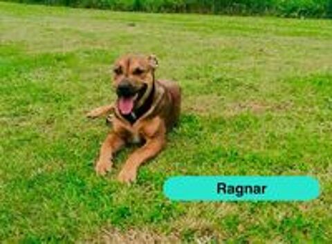   Ragnar, chiot croisé malinois à adopter 