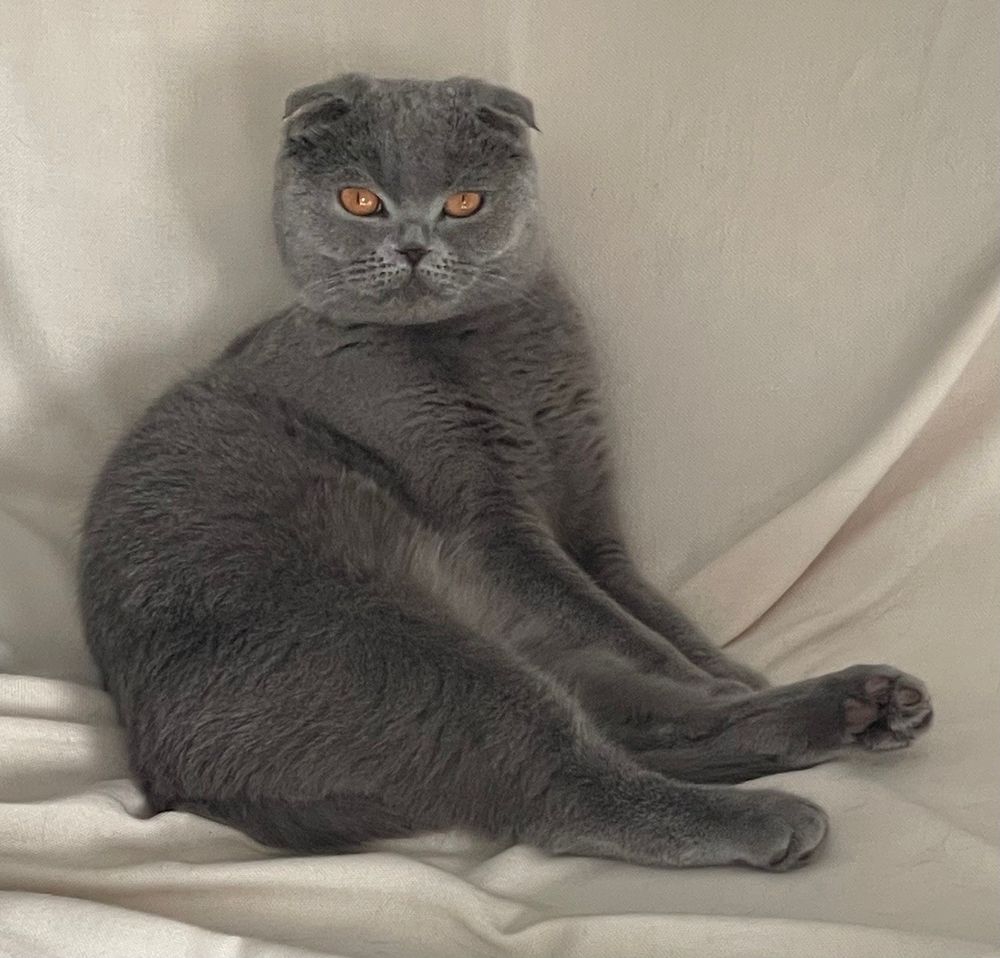   scottish fold shorthair  2 ans 