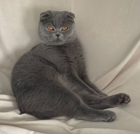 scottish fold shorthair  2 ans 0 94160 Saint-mandé