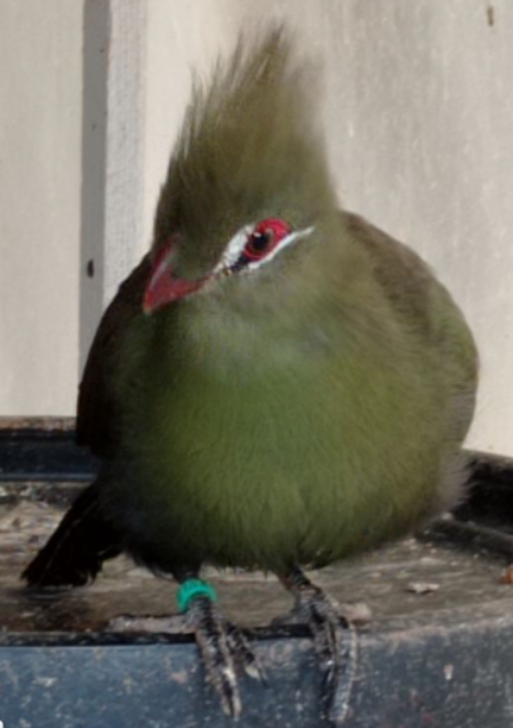   TOURACO PERSA 