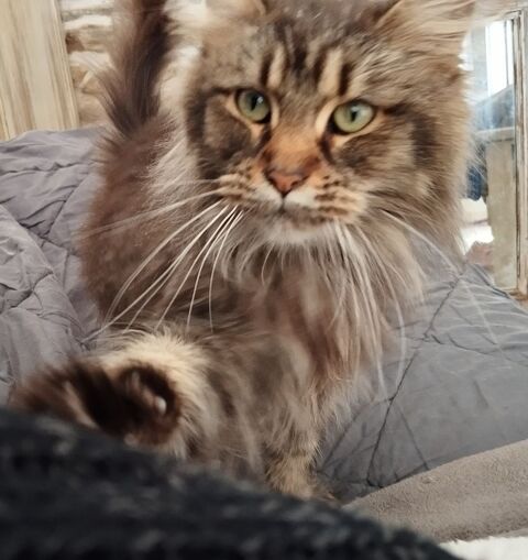 MAINE COON adultes 500 56140 Tr�al