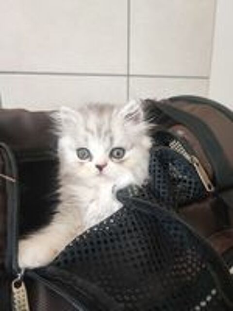   Chatons persan silver LOOF 