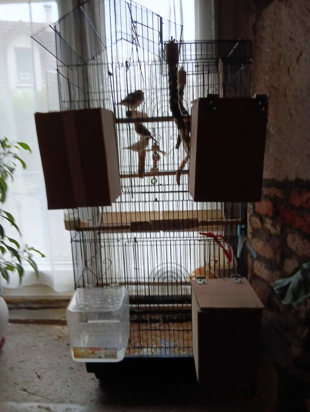 oiseaux Jardin