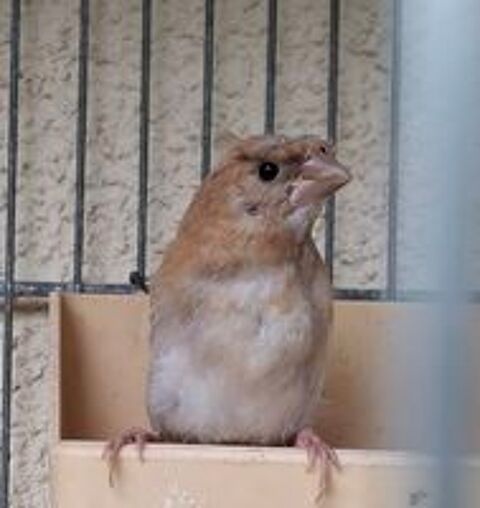   Moineau du japon  