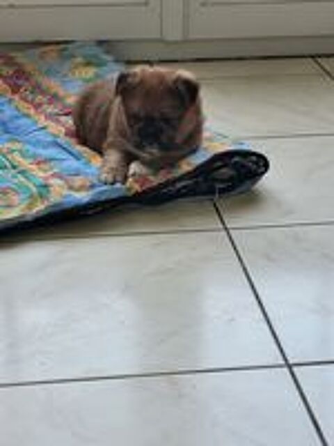   CHIOTS SHIBA INU CROISE 