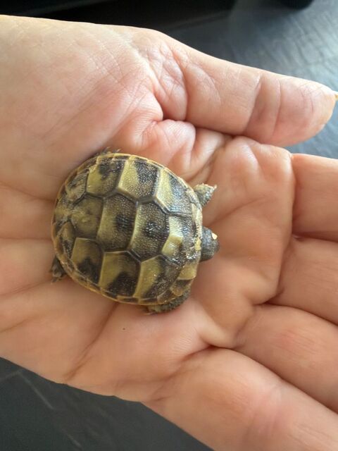 B&eacute;b&eacute;s tortues grecques 100 68520 Burnhaupt-le-haut