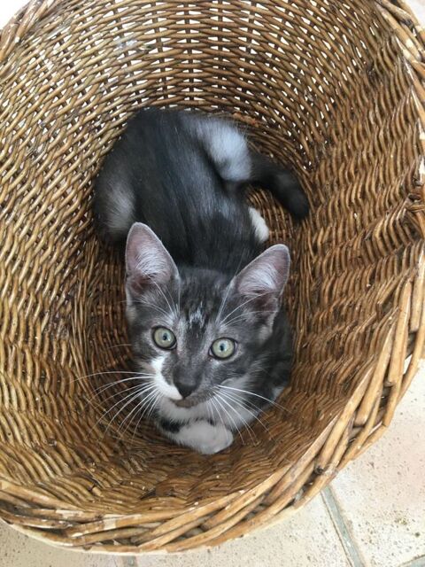 Le Masque un magnifique chaton sociable  180 94200 Ivry-sur-seine