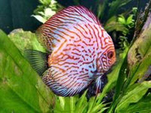   Poisson Discus pour aquarium 