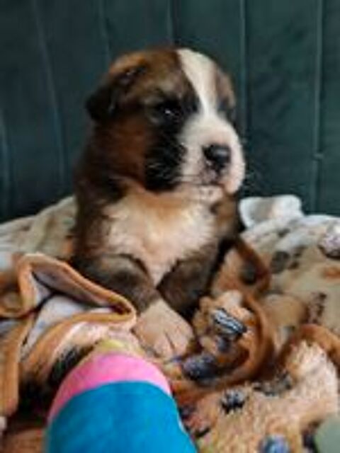   chiots Saint-Bernois 