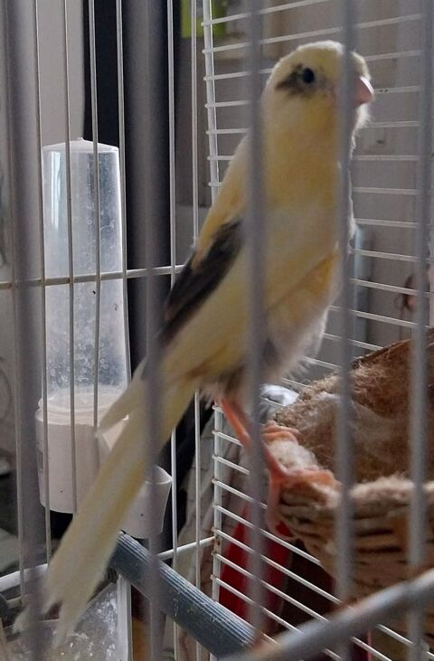 Canaris bec droit 25 17260 G�mozac