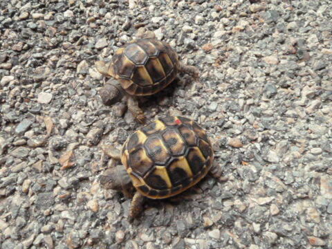 tortue de terres 40 66330 Cabestany