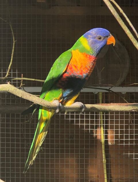 Loriquet de swainson 200 79200 Ch�tillon-sur-thouet