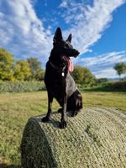   Chien SAYKA � l adoption 