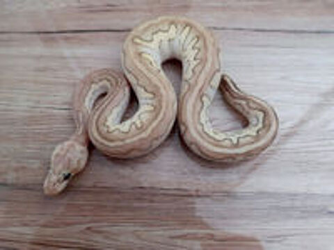   Python regius 2025 