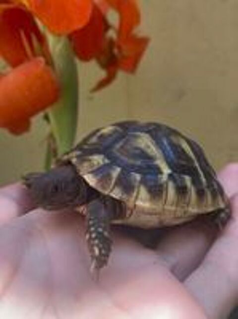  Tortue de terre - 1 an 