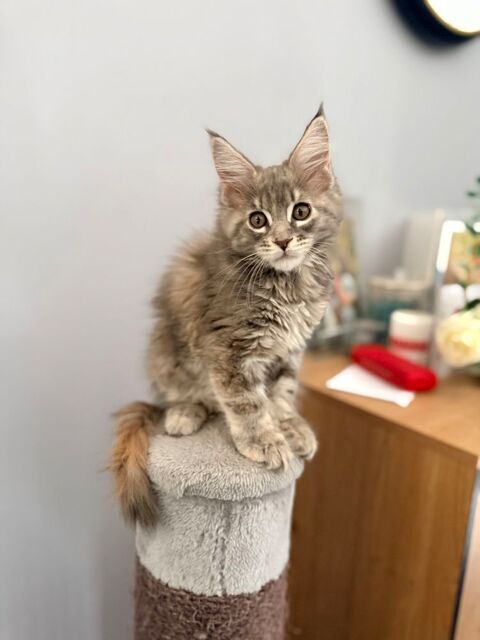 Chaton Maine Coon Loof disponible 1250 27310 Bourg-achard