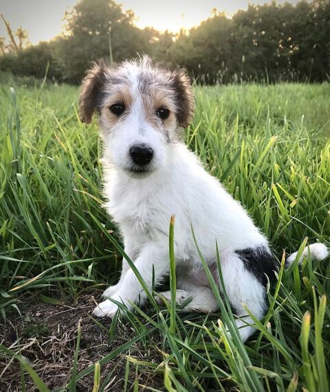 Chiots Type Jack Russel 750 71220 La guiche