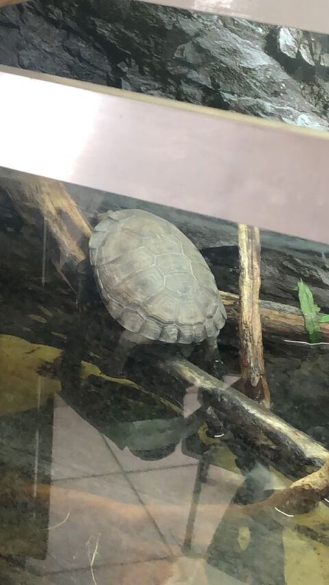 Donne tortue d'eau douce Pelomedusa 0 49100 Angers