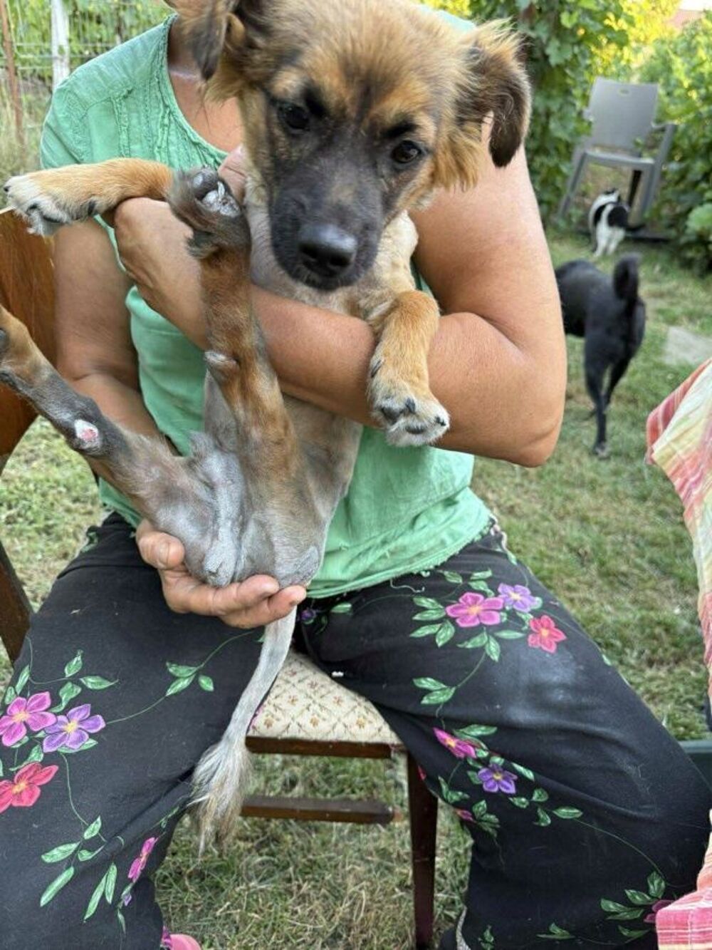   Billy à l'adoption, en urgence 
