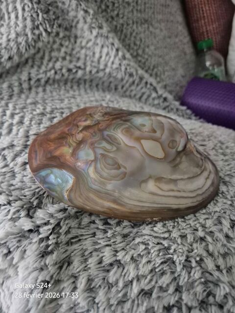 Coquillage nacr� de Cancun 20 Donz�re (26)